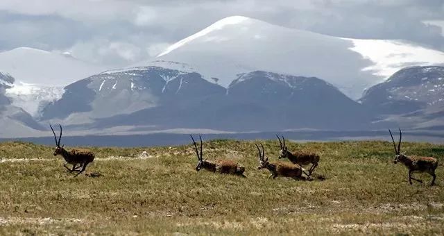 比红枸杞更养生，一天5粒胜过100片面膜，99%的人都忽略了