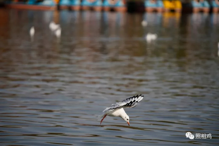 单评｜为啥选7RⅢ做你的视频机？