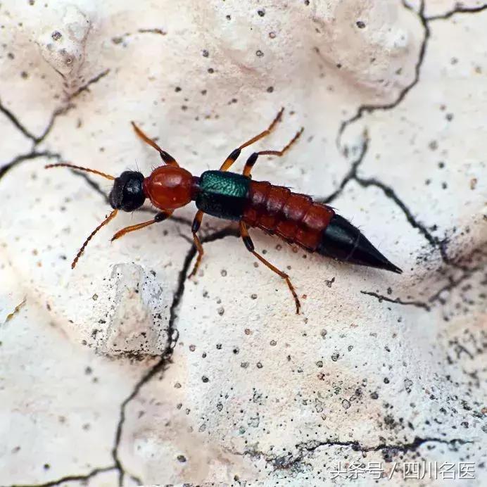 秋日街头随处可见的它，已将十几人送进医院，千万别乱捡