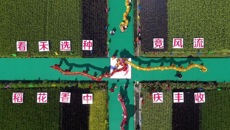彩色米、年糕米、寿司米……291个品种亮相，稻米也可量身定制！