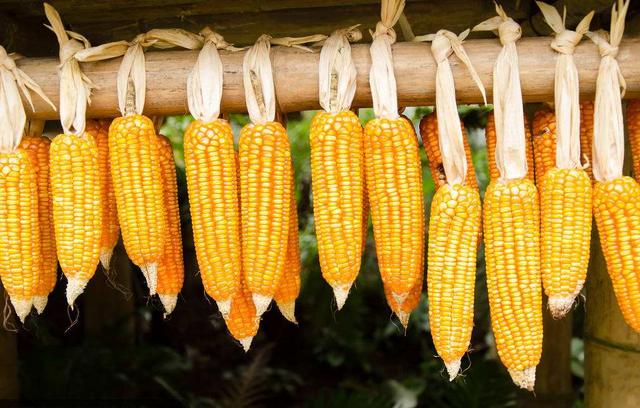 霉变的玉米用脱霉净行吗,霉变的玉米能不能给鸡吃