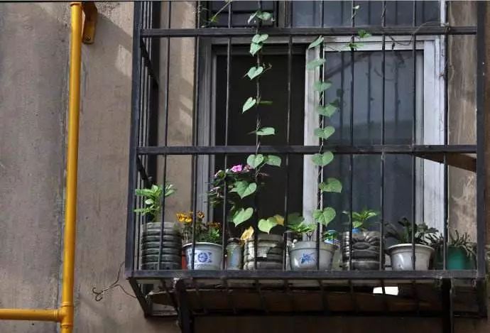 视写作为“缝补”,毕飞宇频频为她点赞