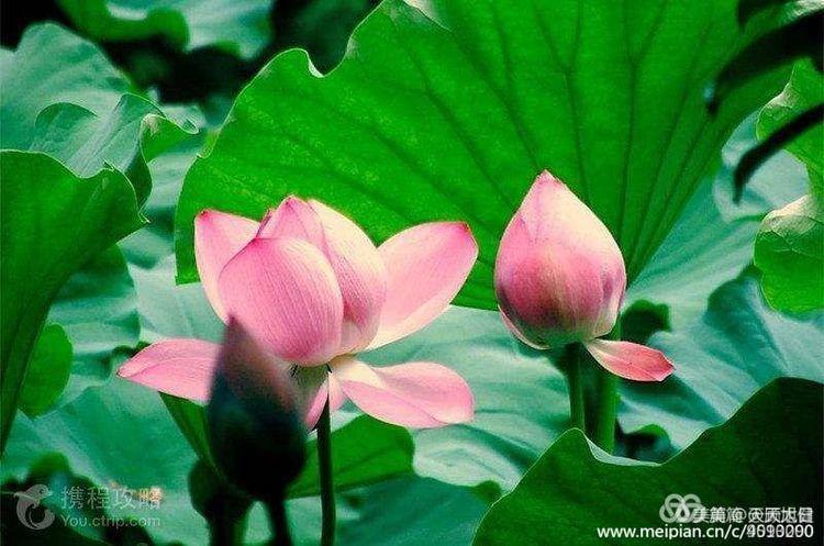 《白浪情丰收节、中秋节、国庆节休闲晚会》优秀作品选登