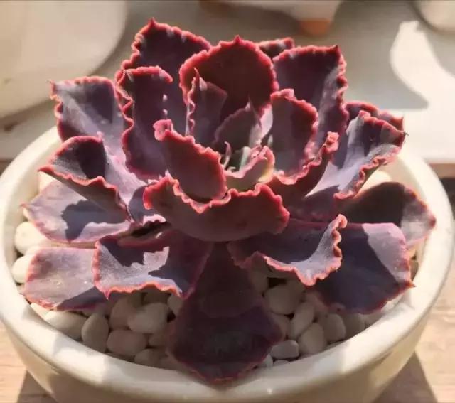 多肉煤烟病用多菌灵有用吗,多肉黑霉病喷多菌灵好用吗