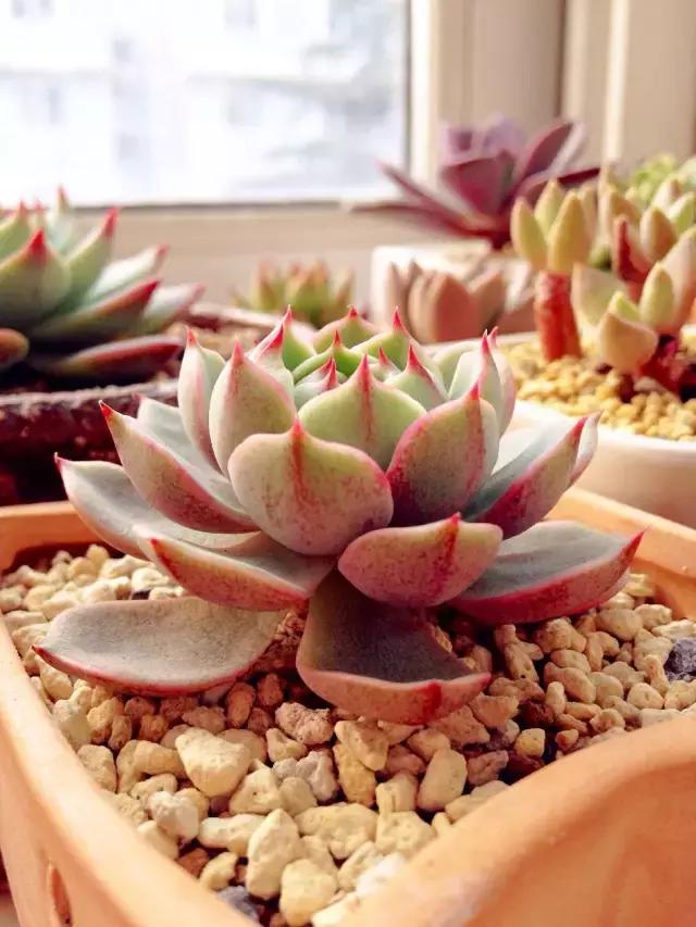 多肉缀化腐黑伤口怎么用多菌灵,多肉黑霉病菌怎么治疗