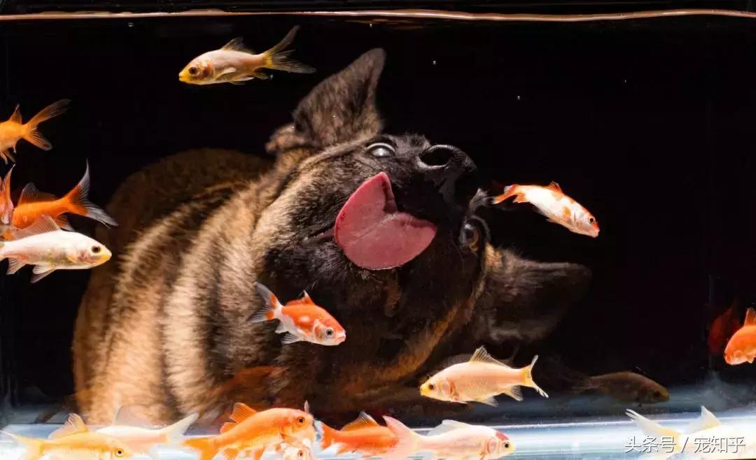 养马犬的十大优缺点,养马犬一般是拿来干嘛