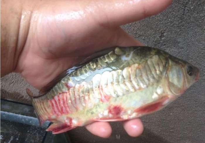 钓到了一条奇怪的鱼像是恐龙,钓到一条鱼样子很奇怪