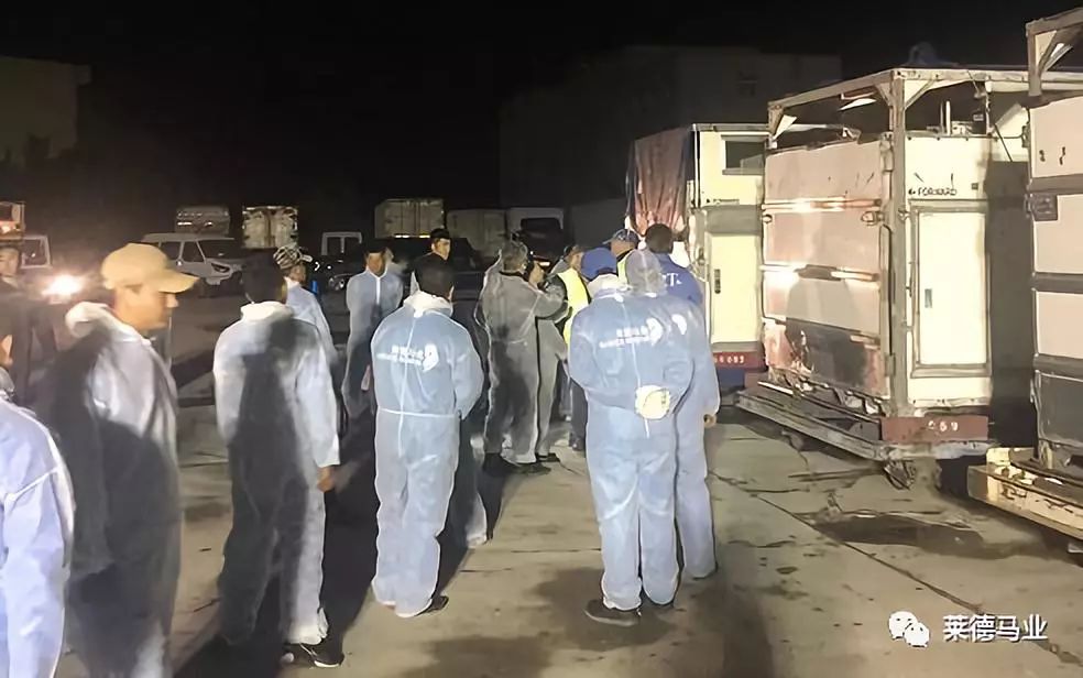 242匹新西兰优骏飞抵，莱德进口马数量与质量稳居全国同行第一！