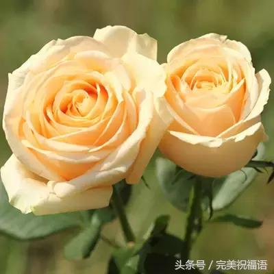 十一送鲜花,十一朵玫瑰送朋友