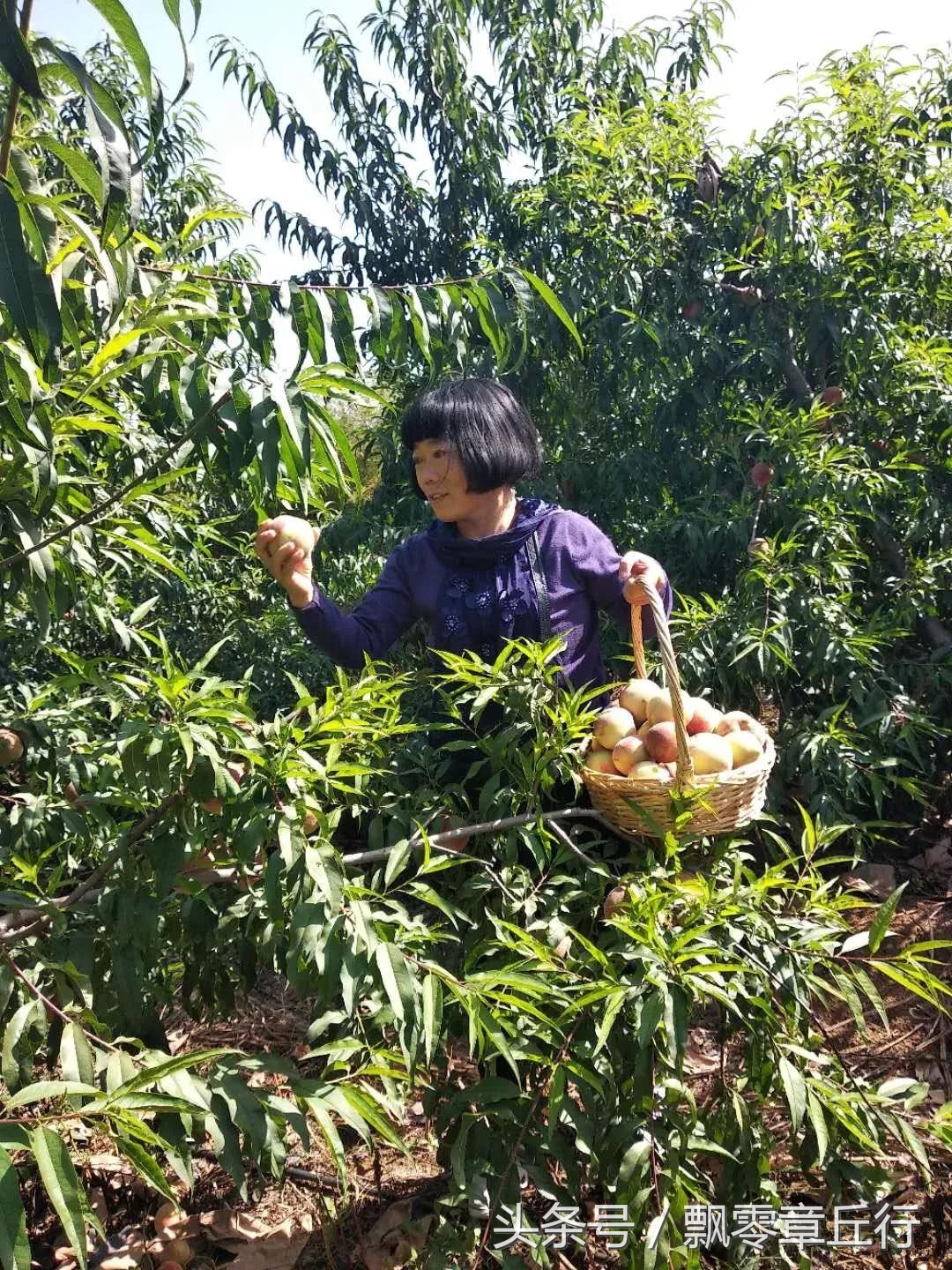 朱家峪附近采摘,章丘朱家峪摘油桃