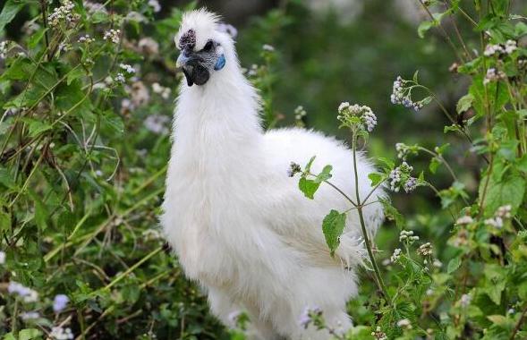 乌鸡营养,乌鸡饲养与加工