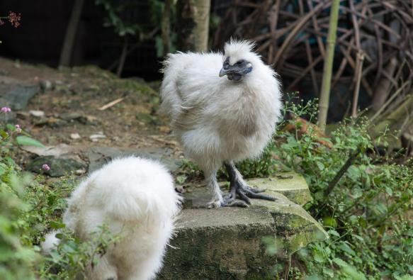 乌鸡营养,乌鸡饲养与加工