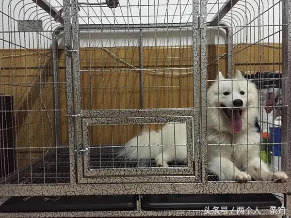 主人不在家应该怎么养狗狗,主人不在家怎样安置猫咪