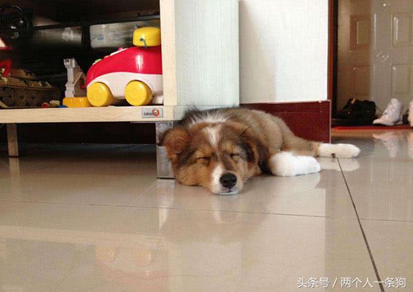 狗狗第一晚回家怎么安置好一点,出远门狗狗怎么安置