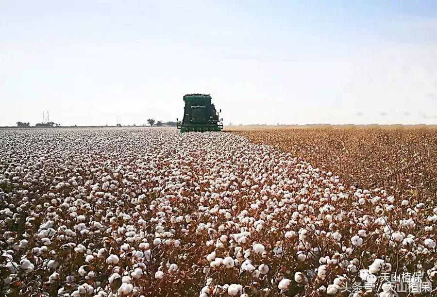 今日新疆籽棉价格行情走势,今日棉价新疆籽棉价