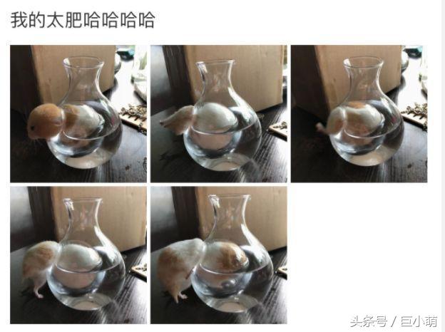 妹子给仓鼠网购玩具,收货以后却哭笑不得,大小不适合到底得怪谁