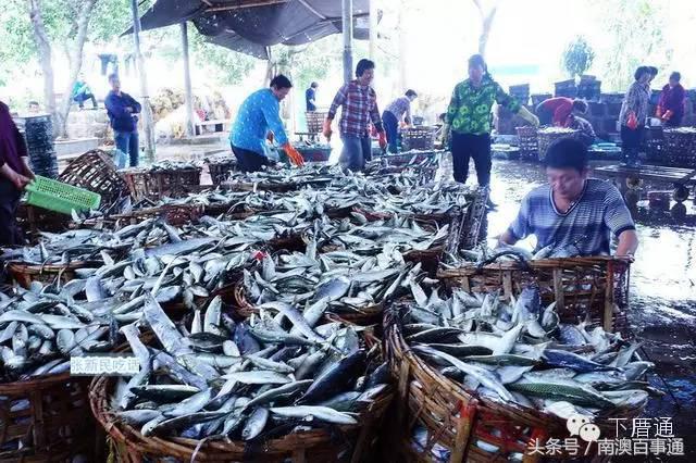 潮汕说的熟鱼和巴浪鱼有什么区别,巴浪鱼只有闽南粤东才有吗