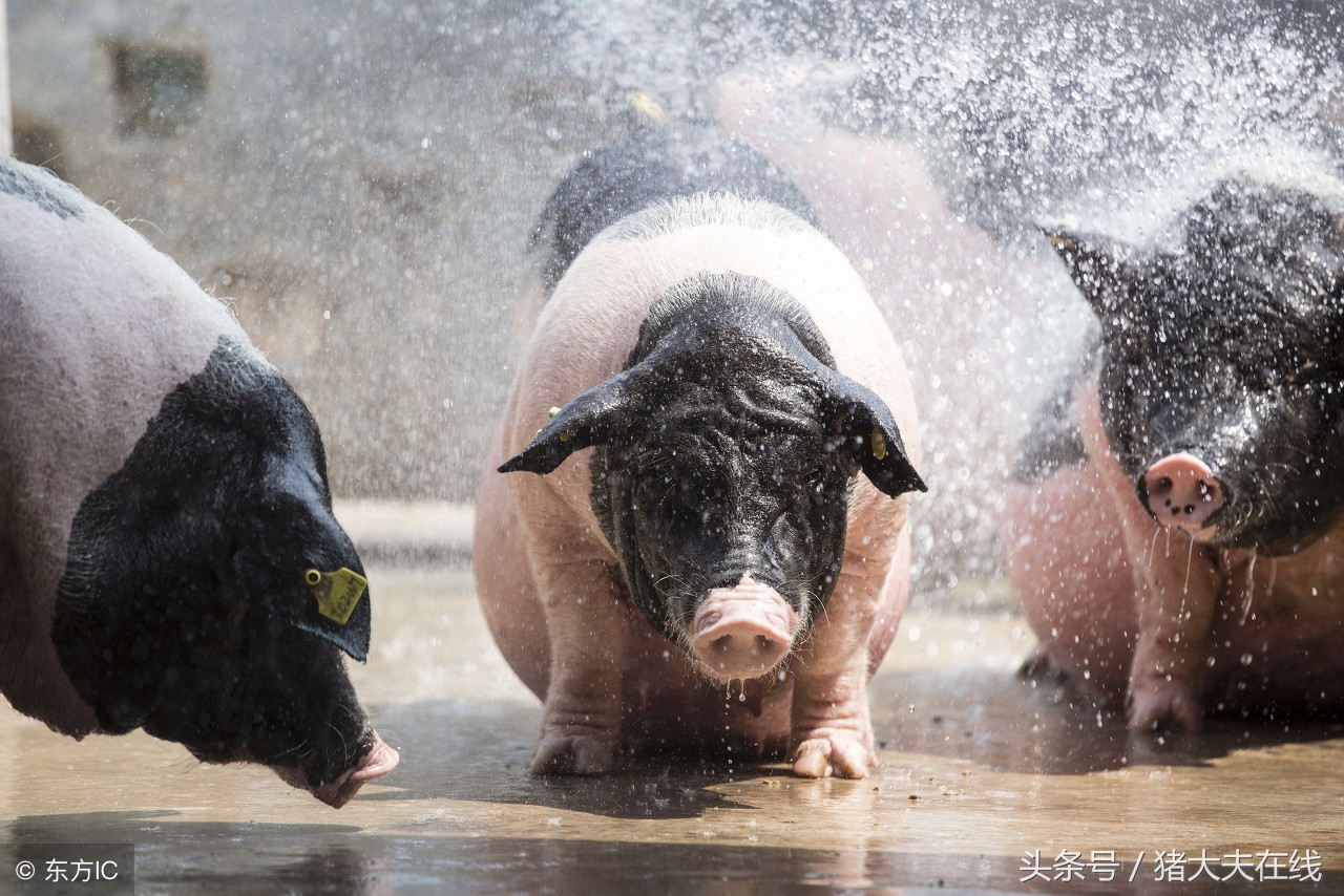 怎样挑选母猪的好方法,怎么挑选母猪视频教程