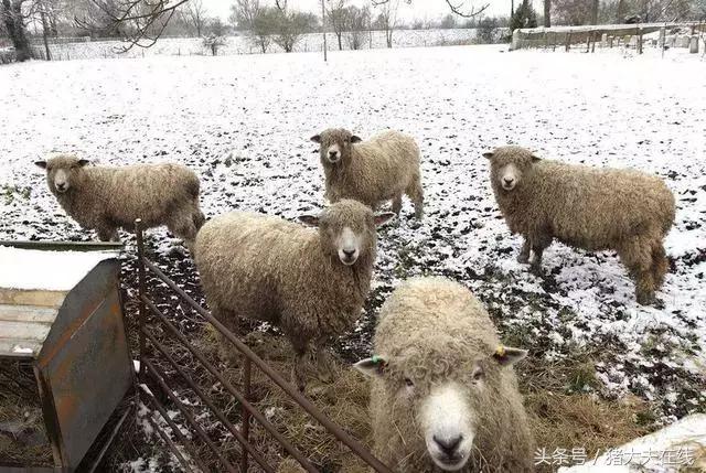 这么多羊看看你养的是哪一种?其他的你又认识几种?