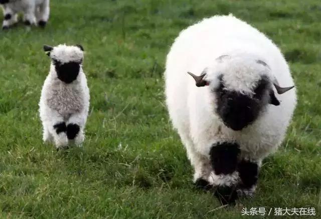 这么多羊看看你养的是哪一种?其他的你又认识几种?