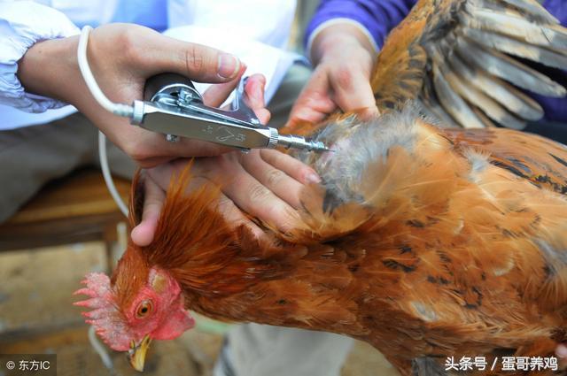 鸡传染性鼻炎的预防和治疗,预防鸡传染性鼻炎养殖户