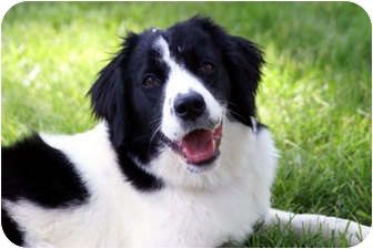 一只治愈了无数抑郁症患者的狗,最坚强的狗狗战胜癌症