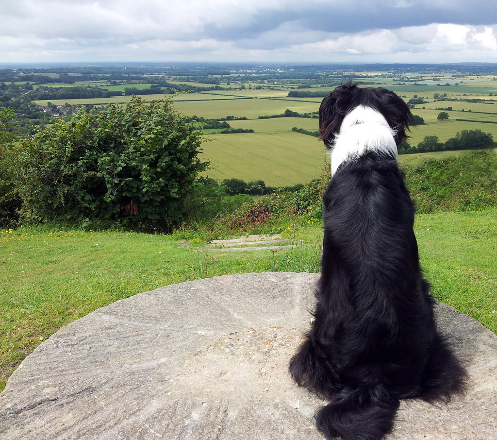 一只治愈了无数抑郁症患者的狗,最坚强的狗狗战胜癌症