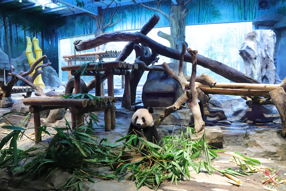 广州长隆四个乐园攻略,国庆长隆二日游