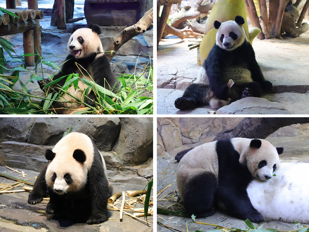 广州长隆4大乐园几天可以耍完,广州长隆野生动物世界国庆门票