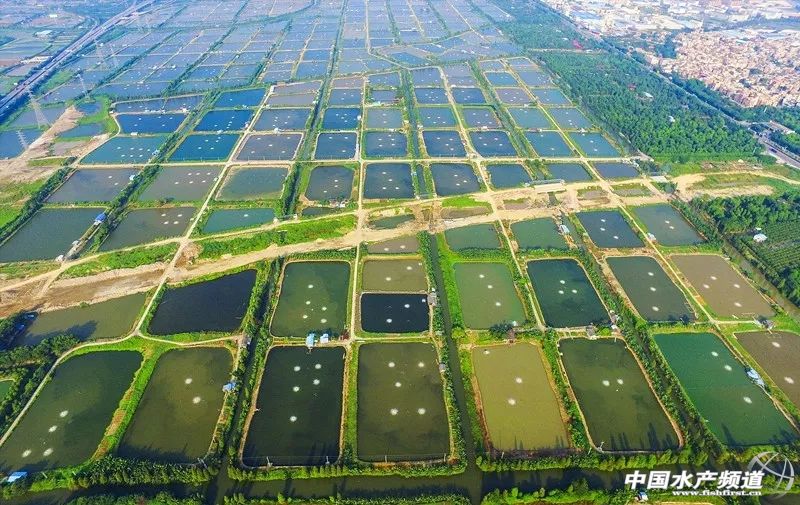 最好吃的生鱼片排名,十大顶级刺身生鱼片