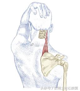 运动康复主诉,锻炼后肌肉酸疼怎么快速恢复