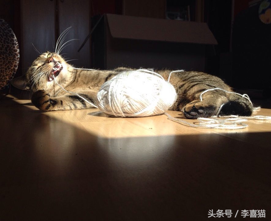 猫咪老咬数据线该怎么办,猫咪怎么养成不咬数据线