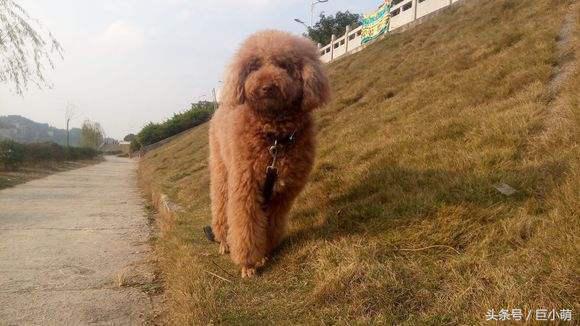 泰迪该怎么养才乖,养泰迪要知道的事