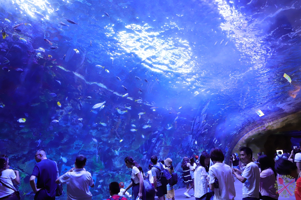 珠海长隆海洋王国企鹅馆北极熊馆,珠海长隆企鹅海洋王国攻略