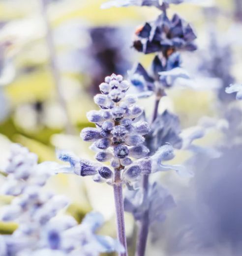 草乌的毒性怎么试出来,草乌用什么制才去毒性