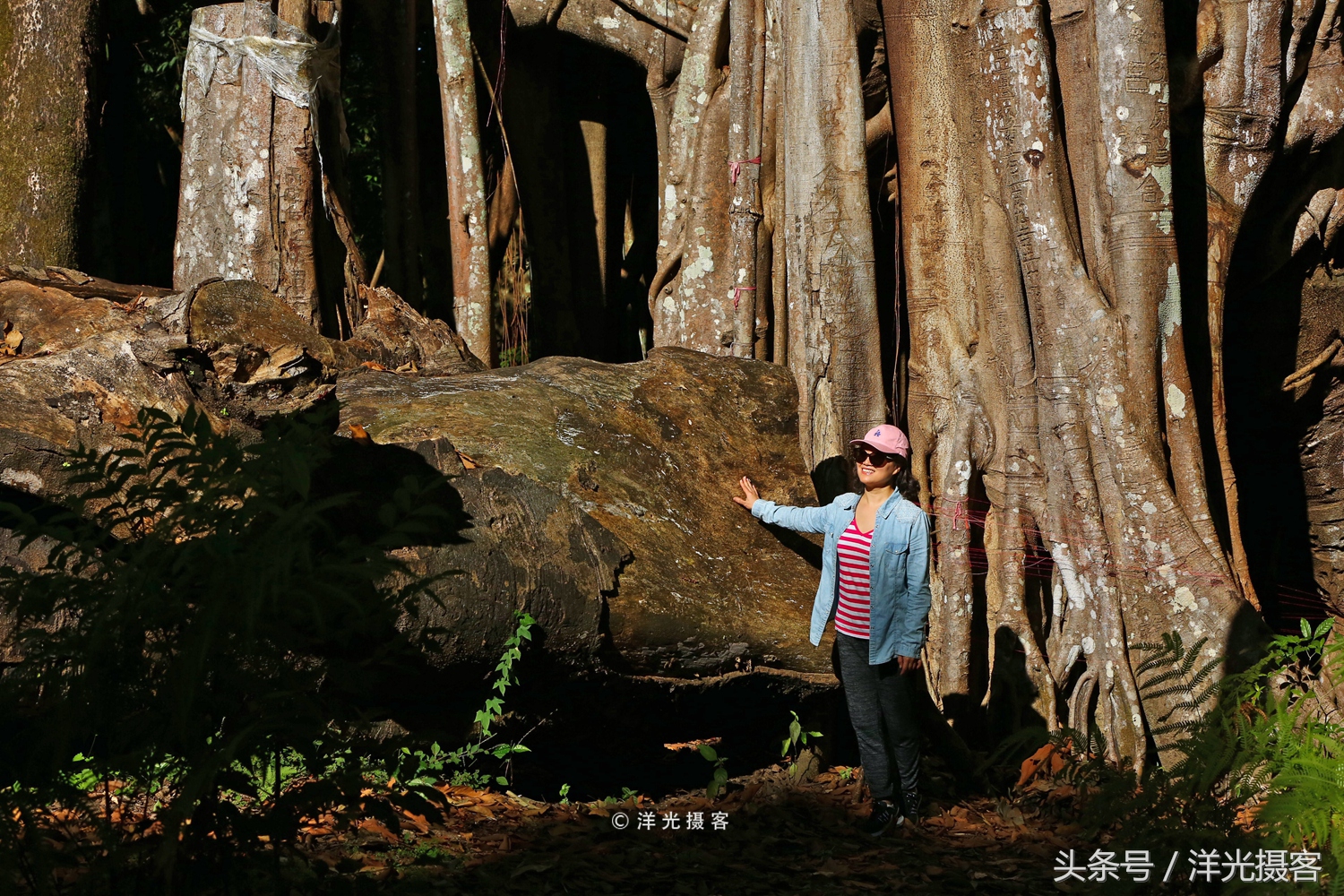 一棵树就覆盖一座国际标准足球场，这棵树是世界之最、华夏之王