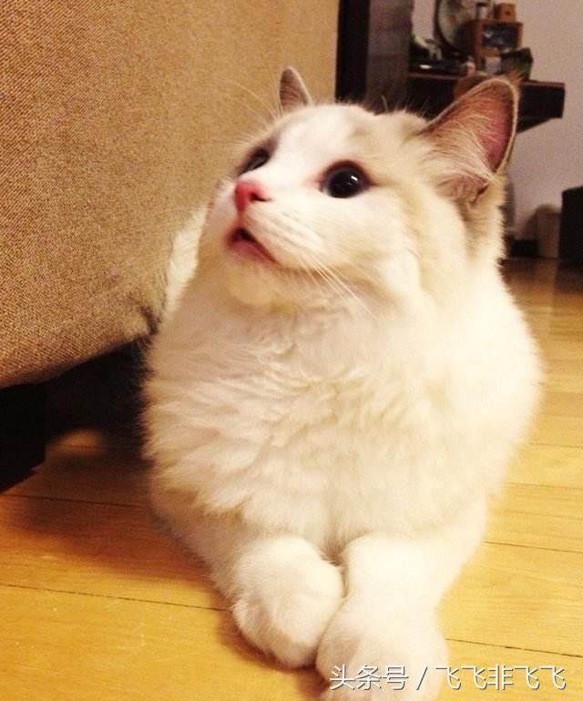 猫的耳螨怎么彻底治,猫的耳螨怎么治疗