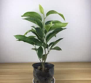 盆栽白兰花的养殖方法,盆栽白兰花怎么养详细介绍