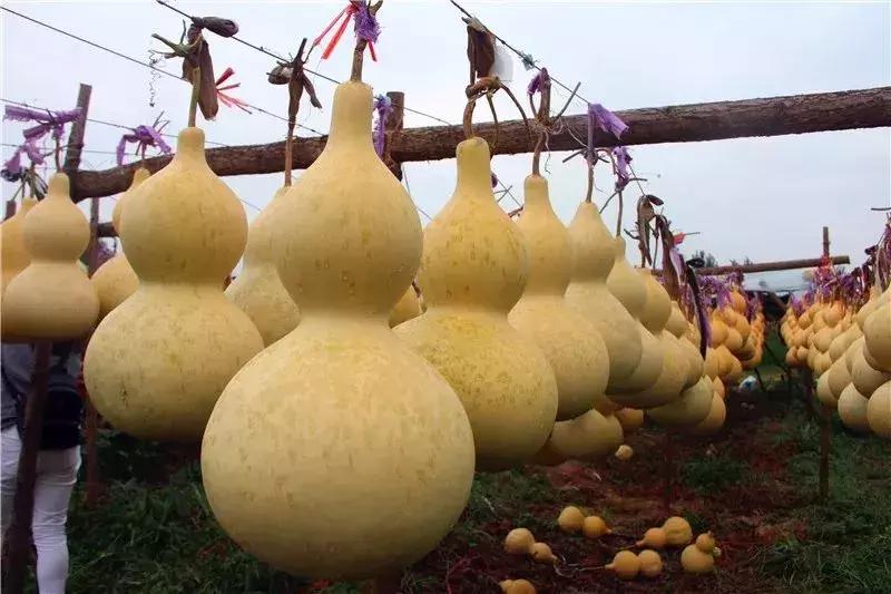 种葫芦一亩能卖多少钱,种植葫芦一个能卖多少钱