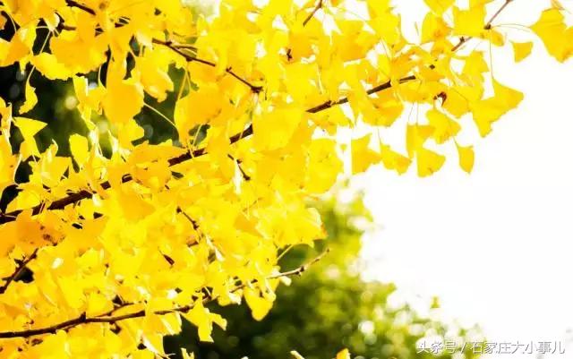 河北石家庄很厉害吗,厉害了河北石家庄真要崛起吗