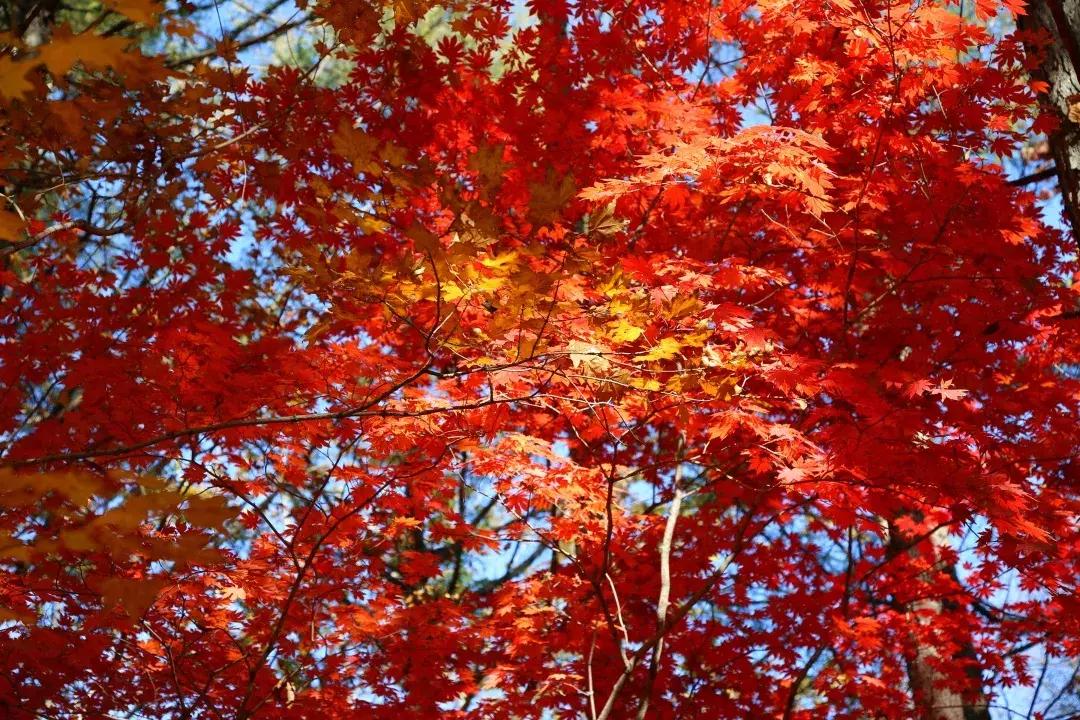 云南一天的游客人流量,云南人多的景点怎么拍照