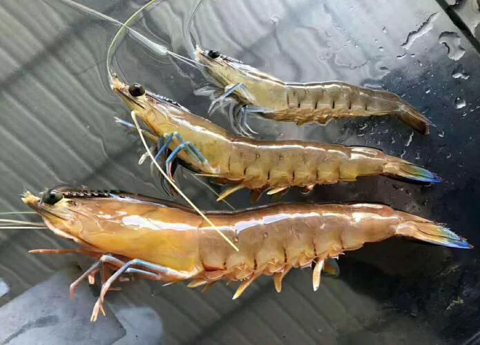 九节虾斑节虾,黑虎虾斑节虾九节虾哪个好吃