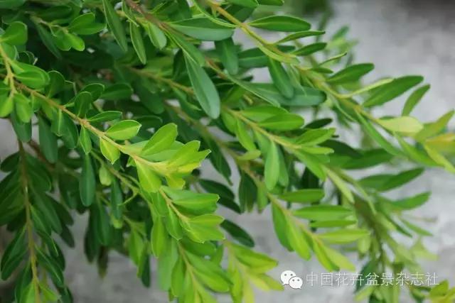 雀舌黄杨盆景的生长规律,黄杨树盆景的生长习性