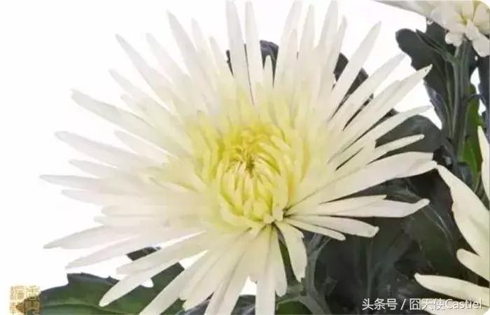 精美菊花100幅,100幅菊花国画简单