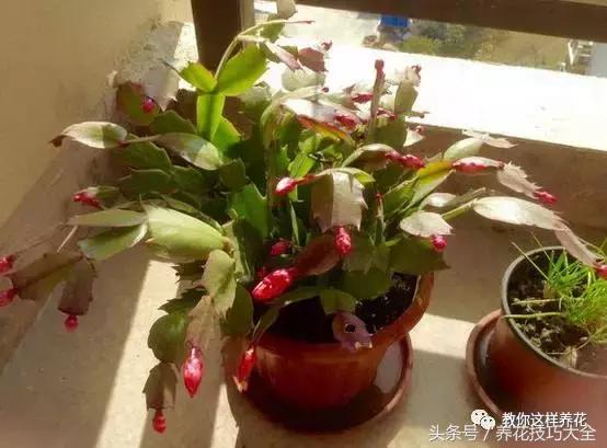 蟹爪兰长得好好的就断了怎么回事,蟹爪兰花蔫了怎么补救