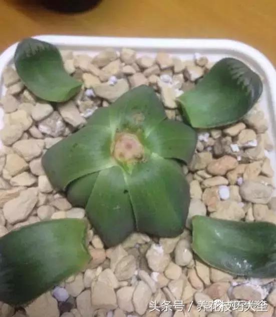 蟹爪兰长得好好的就断了怎么回事,蟹爪兰花蔫了怎么补救