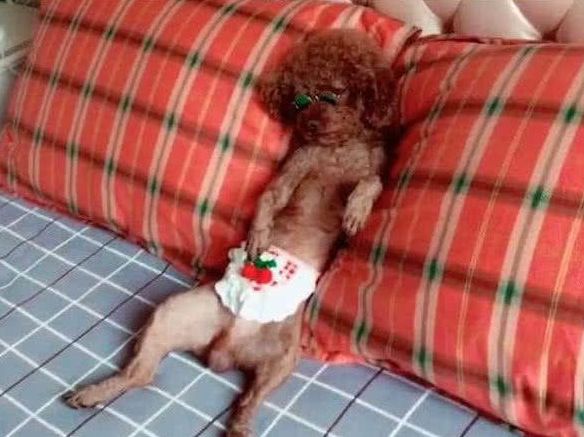 即将成精的小泰迪,小泰迪为什么成精