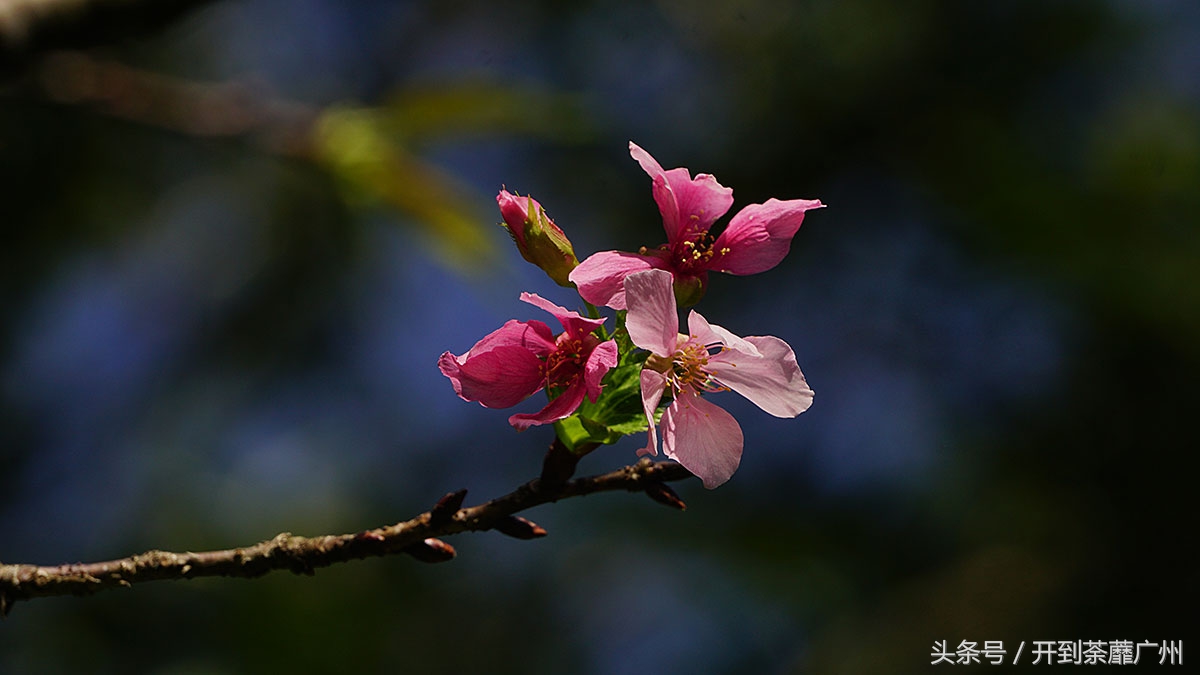 白云山樱花开了吗,白云山樱花盛开
