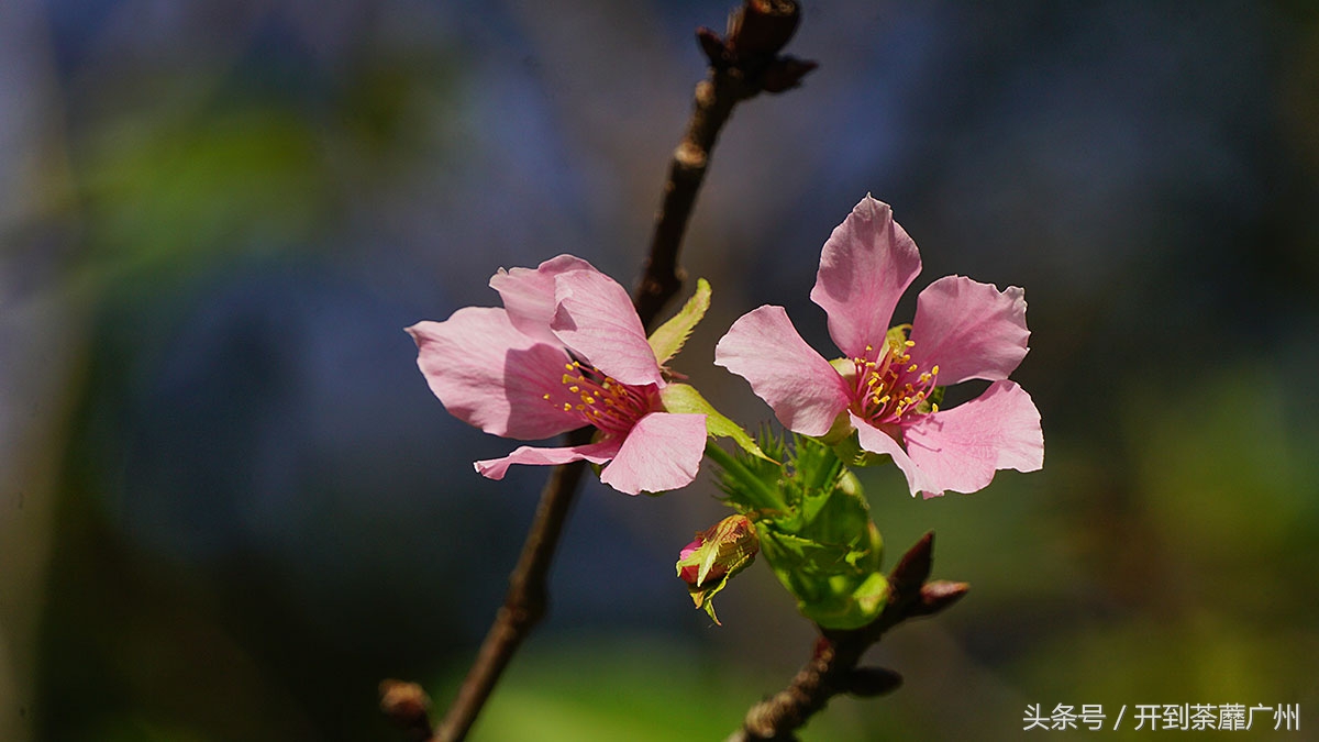 白云山樱花开了吗,白云山樱花盛开