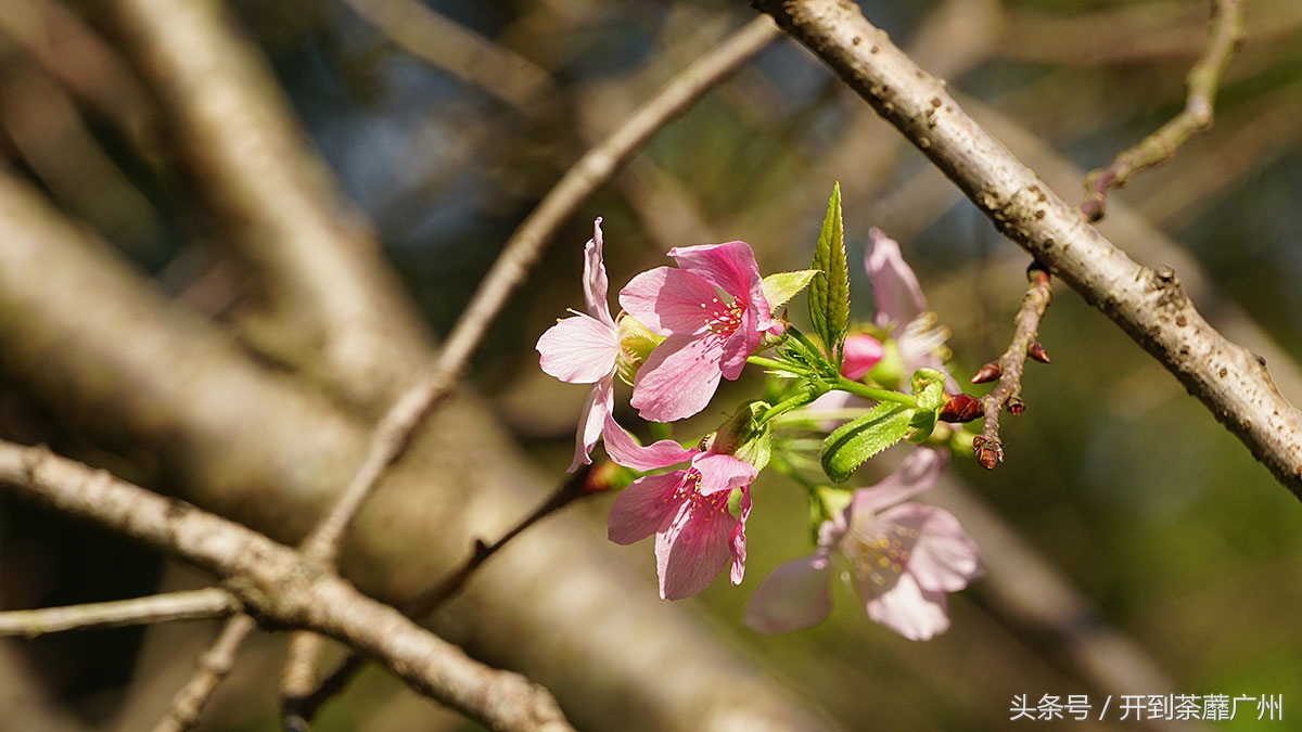 白云山樱花开了吗,白云山樱花盛开